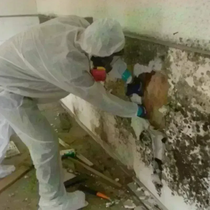 Mold Remediation and Removal in McConnellsburg, PA